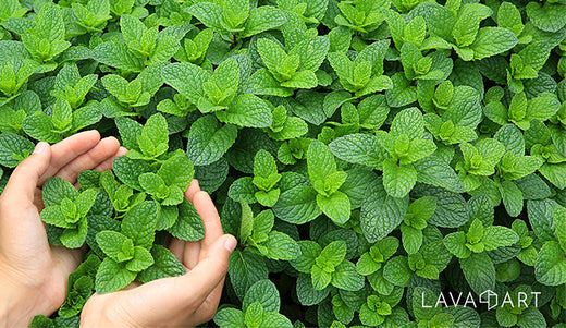 Peppermint: The Skin Care Hero!