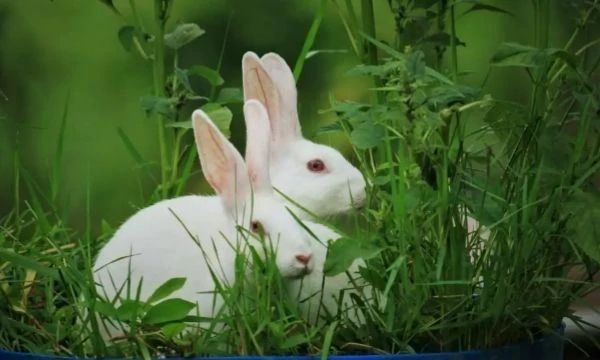 Slik lager du den perfekte veganske og cruelty-free skjønnhetsrutinen